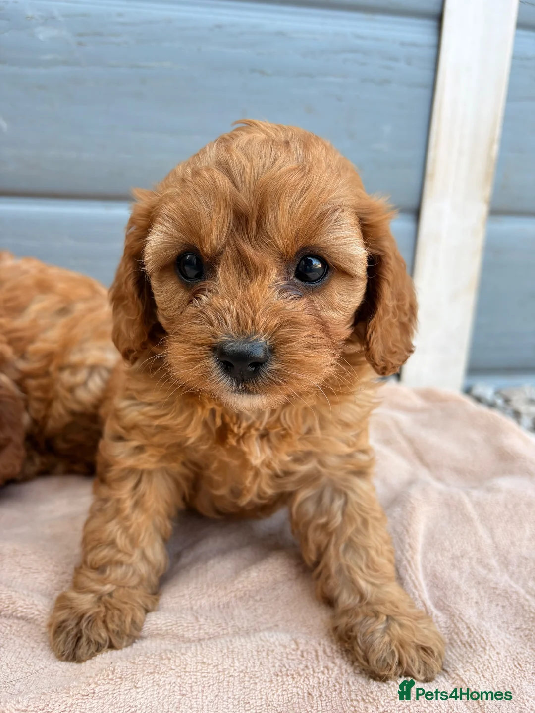 Cavapoo dogs for sale: Cavapoo - Advert 1