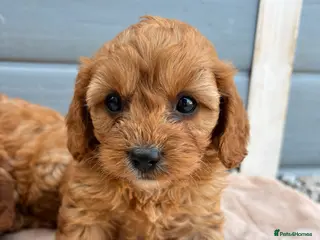 Cavapoo dogs Cavapoo - Advert 10