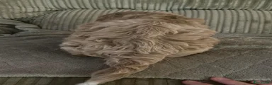 Cockapoo 4
