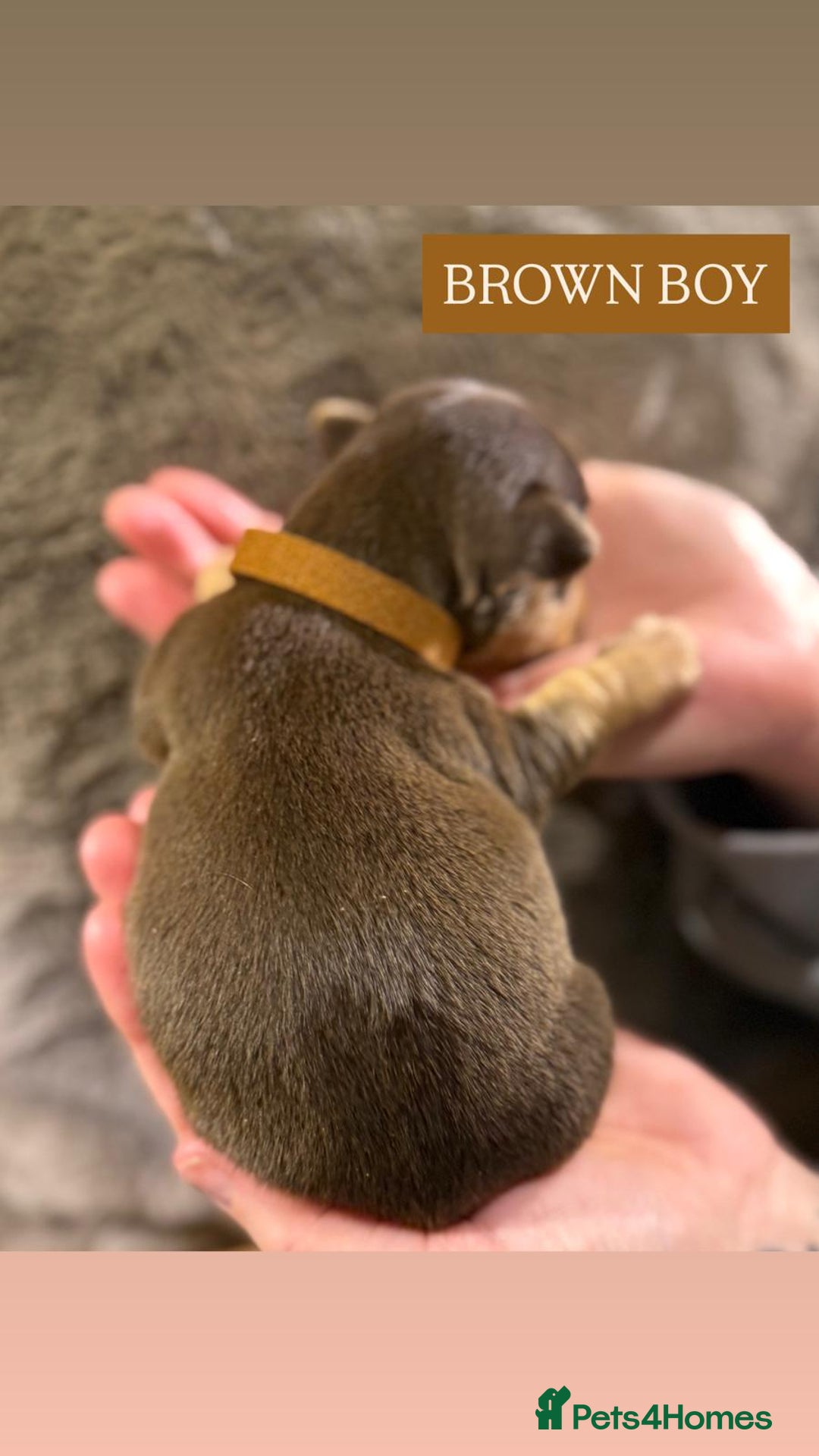 Jack Russell dogs for sale: Pure Breed special colour Jack Russells  - Advert 5