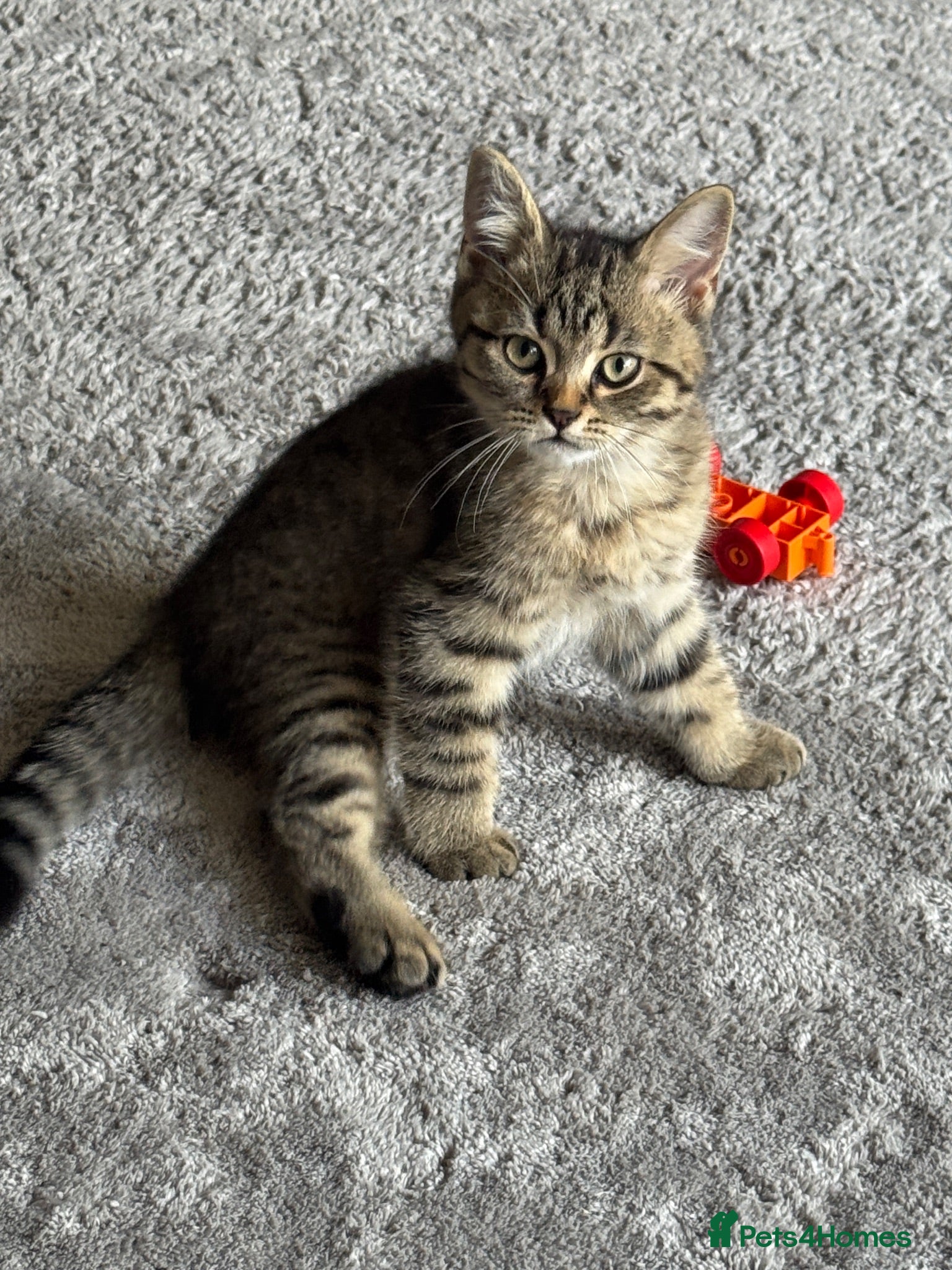 Mixed Breed cats     Beautiful Tabby Boy Kitten - Advert 3