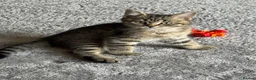 Mixed Breed cats for sale:     Beautiful Tabby Boy Kitten - Advert 1