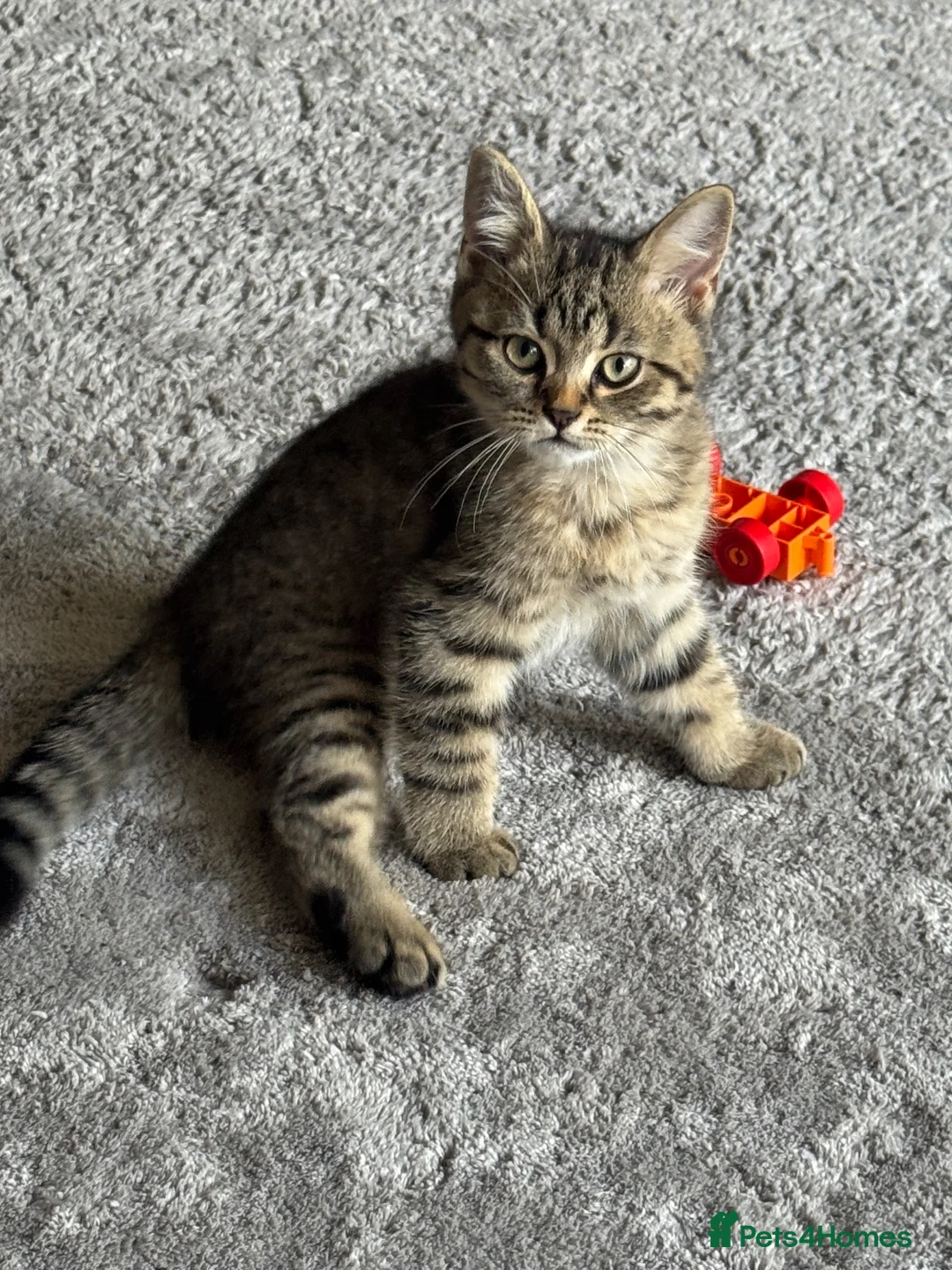 Mixed Breed cats for sale:     Beautiful Tabby Boy Kitten - Advert 1
