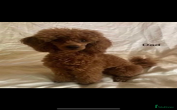 Toy Poodle dogs for sale: Beautiful 5-Month-Old Red Toy Poodle Boy  🐩❤️  - Image 4