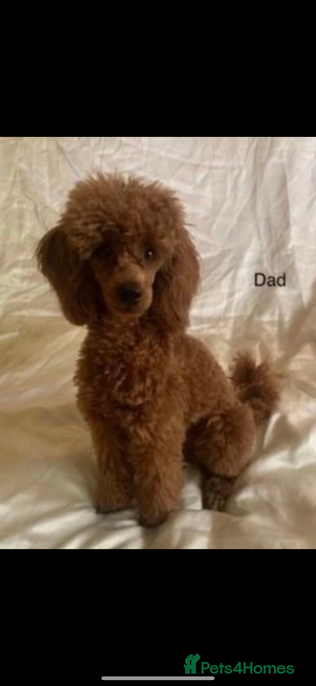 Toy Poodle dogs for sale: Beautiful 5-Month-Old Red Toy Poodle Boy  🐩❤️  - Image 4