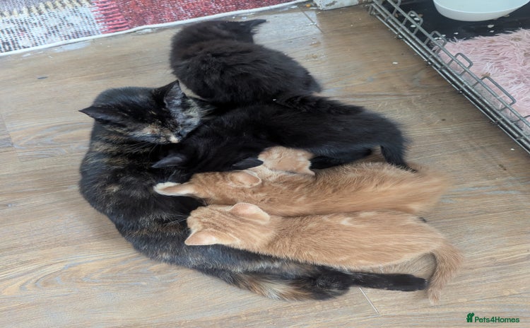 Domestic Shorthair cats - Advert 4