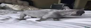 French Bulldog 1