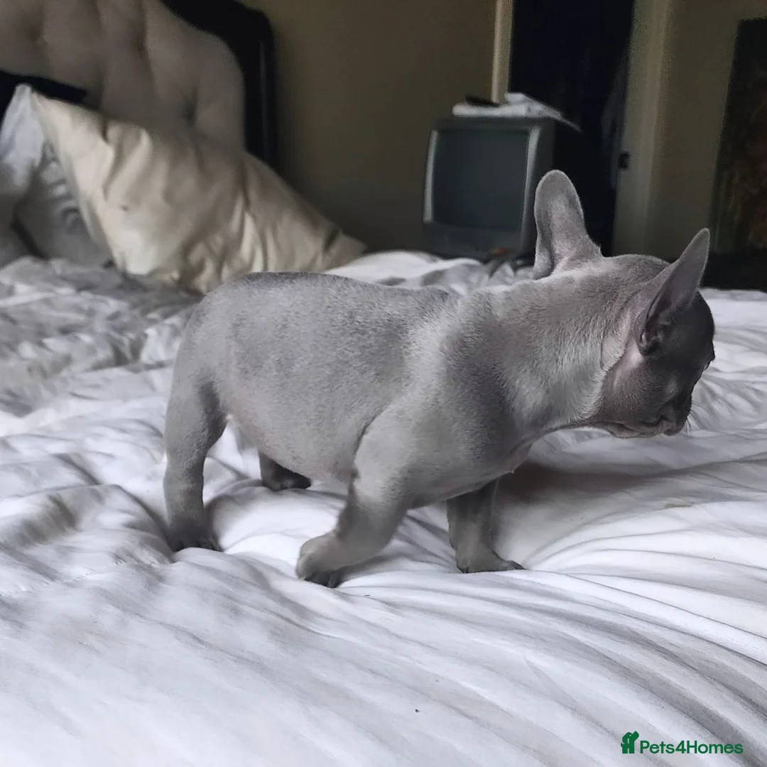 French Bulldog dogs for sale: Adorable French Bulldog Puppies in Plymouth - Advert 3