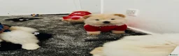 Chow Chow dogs for sale: Chow chow puppies  - Advert 6