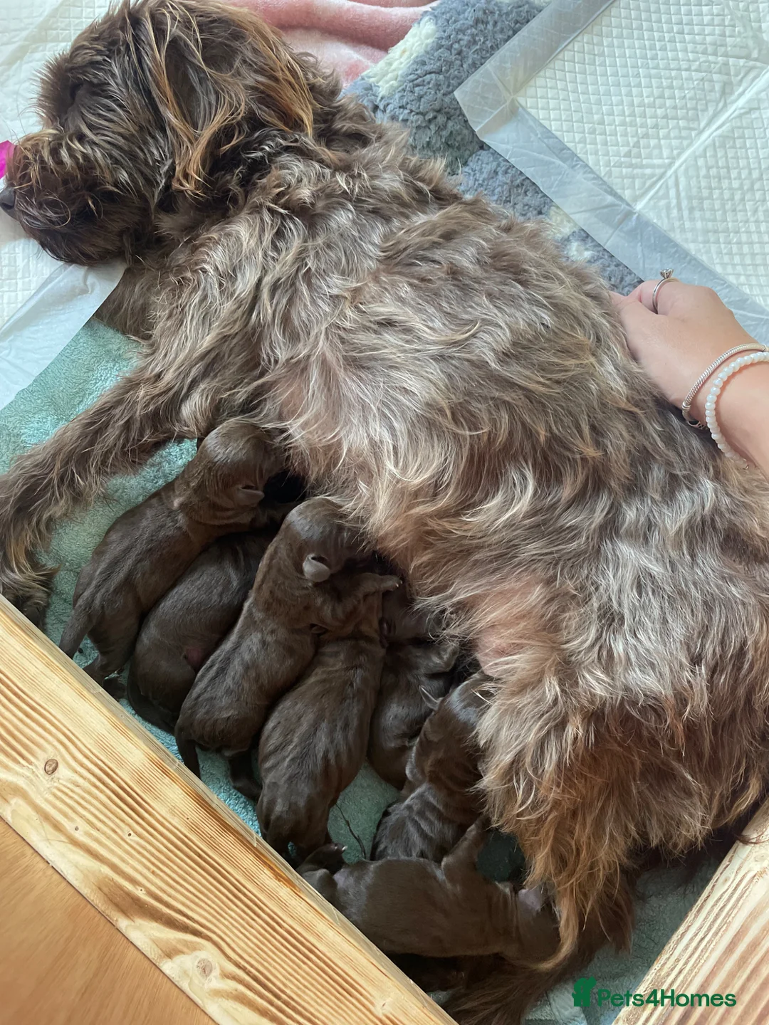 Mixed Breed dogs for sale: Patterdale terrier cross  - Advert 3