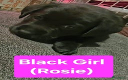 Labrador Retriever dogs for sale: Labrador Puppies for sale pedigree  - Image 16