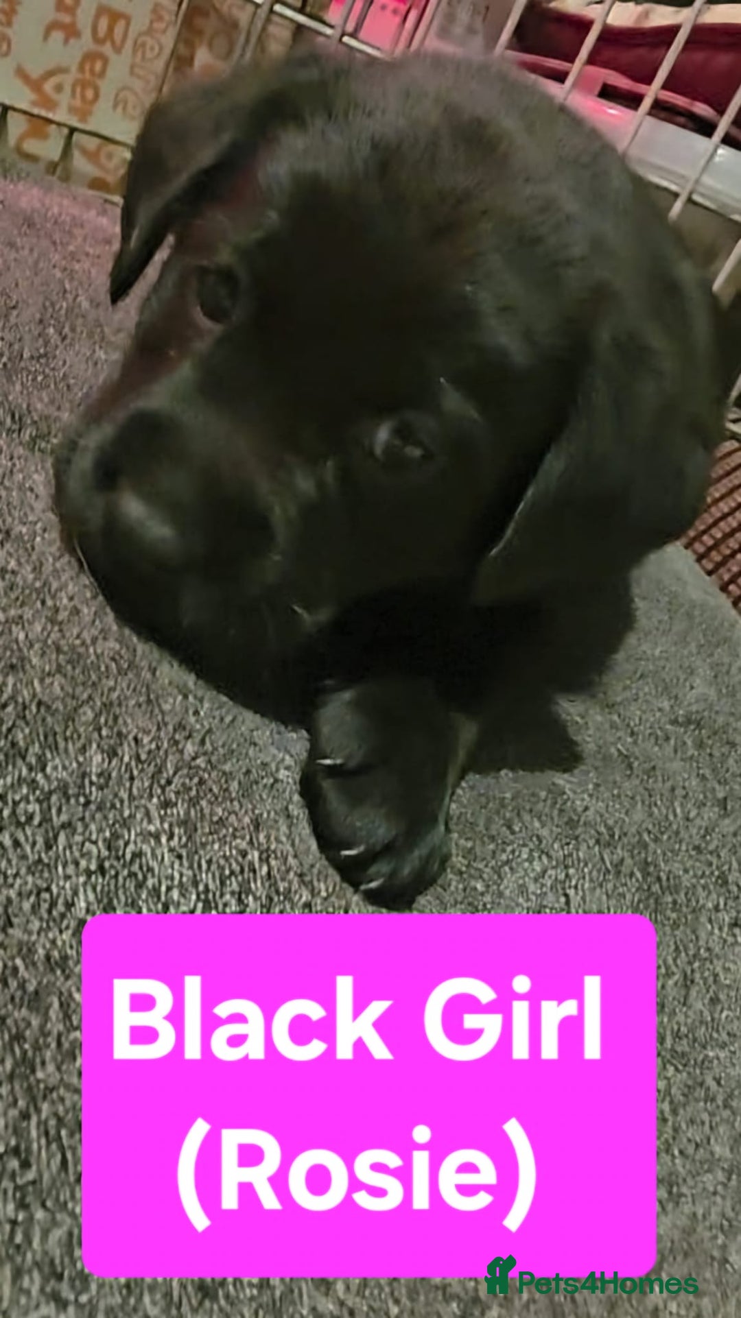 Labrador Retriever dogs for sale: Labrador Puppies for sale pedigree  - Image 16