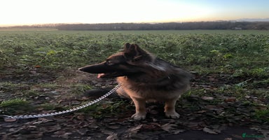 German Shepherd dogs Champion bloodline German Shepherd 🥇  - Advert 7