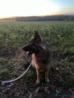 German Shepherd dogs Champion bloodline German Shepherd 🥇 - Advert 7