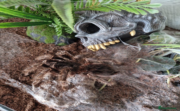 Tarantulas invertebrates - Advert 2