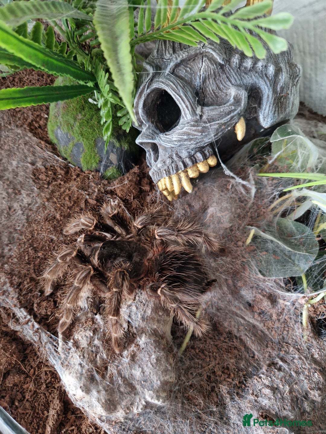 Tarantulas invertebrates for sale: Adult female salmon pink birdeater - Image 1