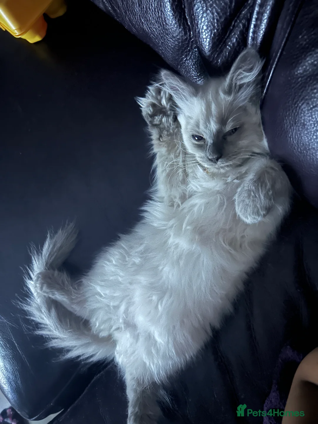 Ragdoll cats for sale: pure ragdoll kitten - Advert 4