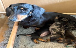 Miniature Dachshund dogs for sale: Beautiful Home Reared KC Reg Mini Daschunds - Image 1