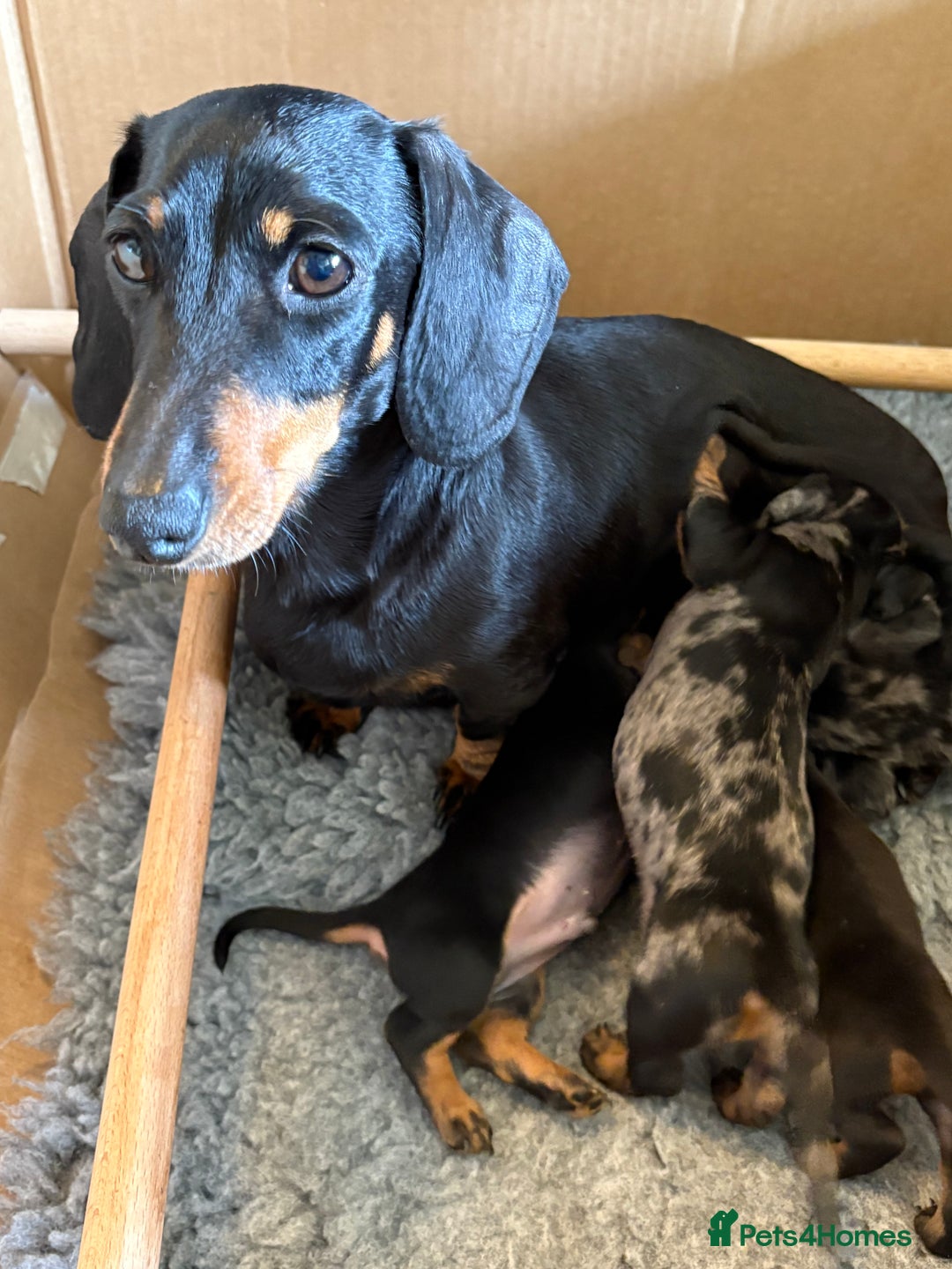 Miniature Dachshund dogs for sale: Beautiful Home Reared KC Reg Mini Daschunds - Image 1