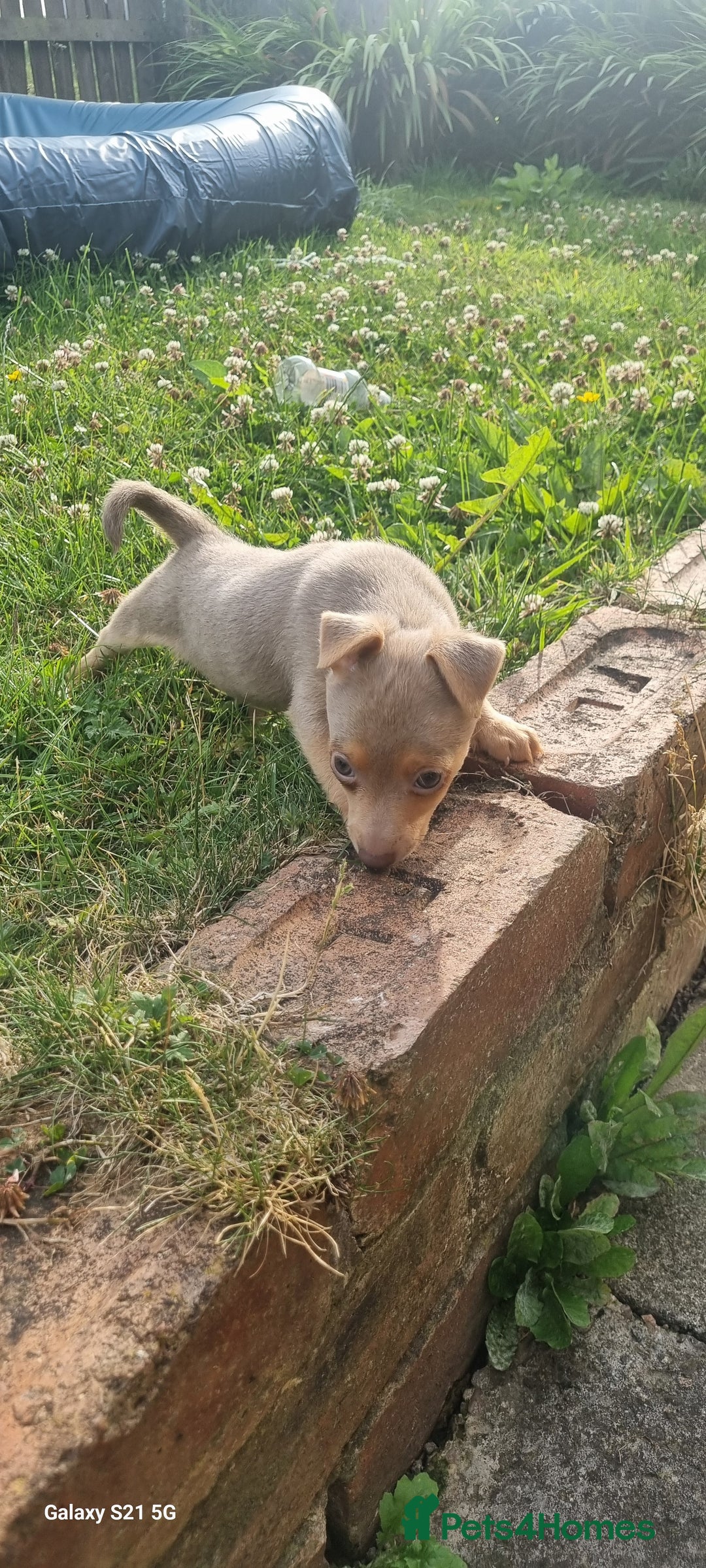 Jack Russell dogs for sale: Miniature jack Russell's READY NOW  - Image 10