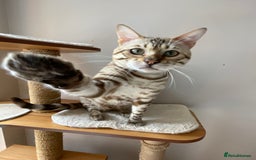 Bengal cats for sale: Beautiful Bengal boy - Image 22