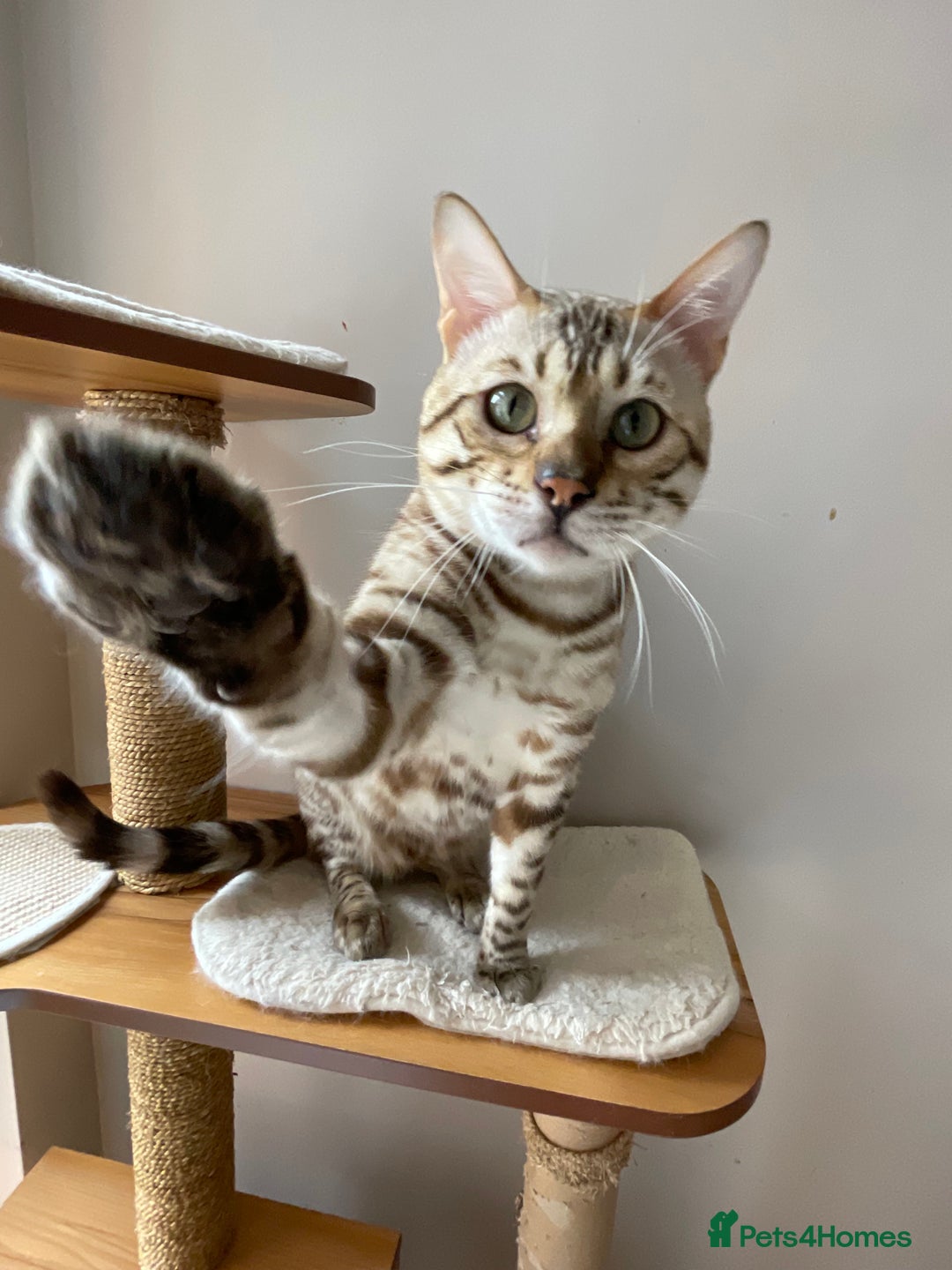 Bengal cats for sale: Beautiful Bengal boy - Image 22