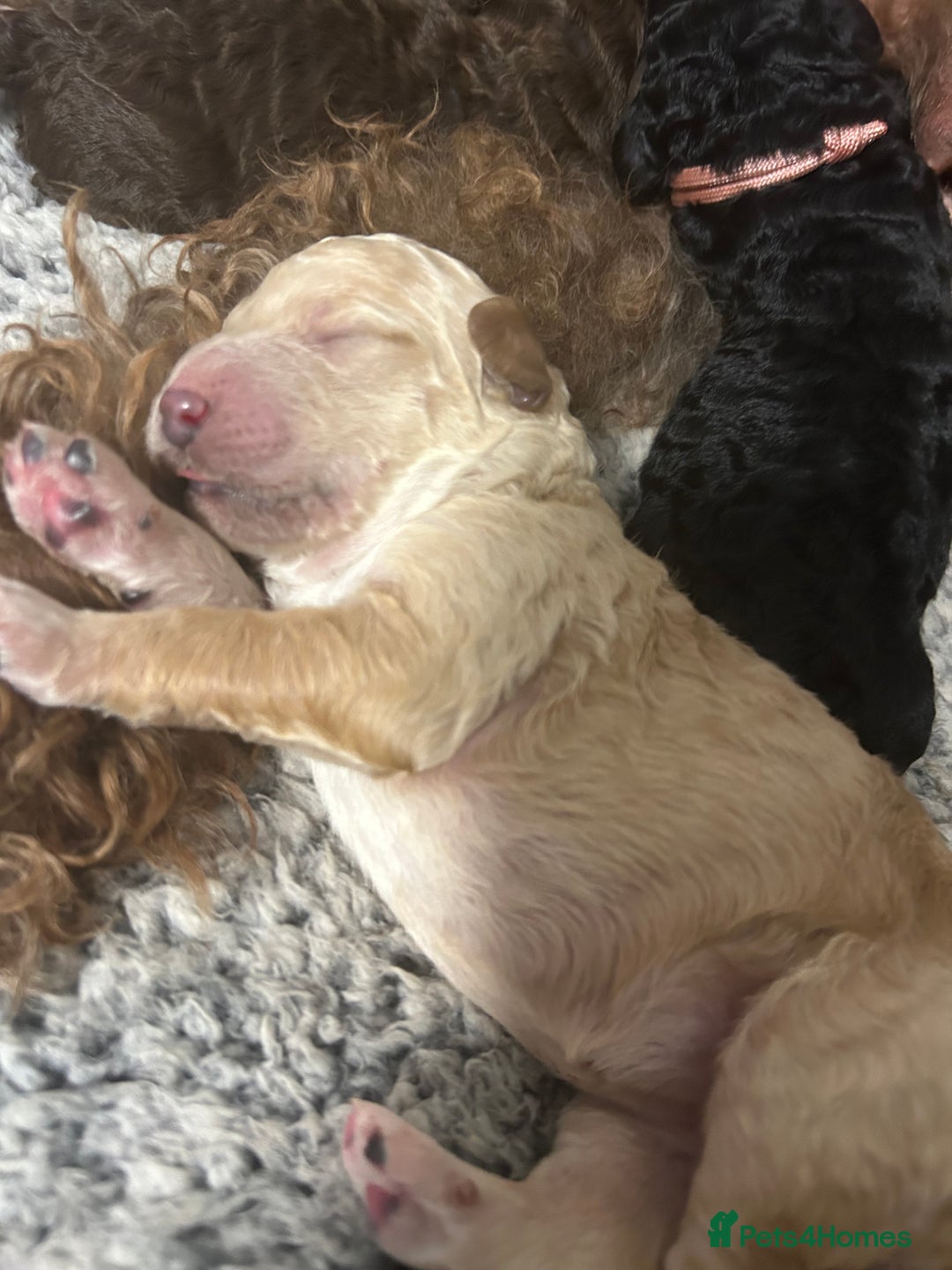 Bernedoodle dogs for sale: Bernedoodle x Labradoodle  - Image 20