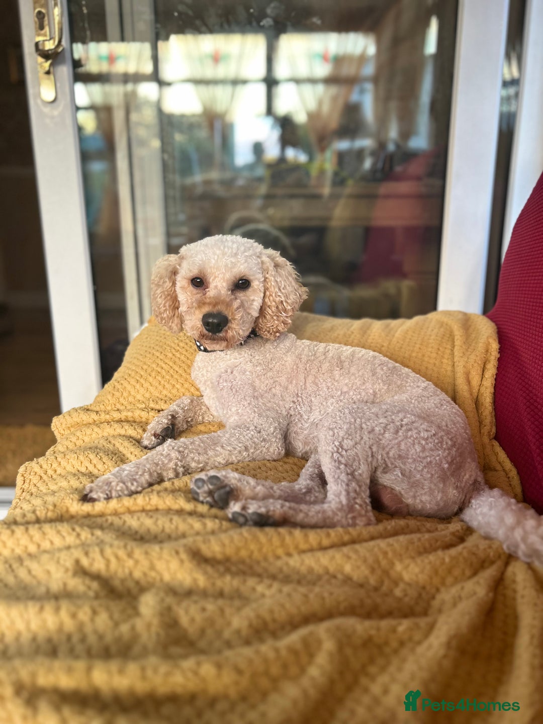 Cockapoo dogs for sale: Five Beautiful Cockerpoo Puppies  - Image 24