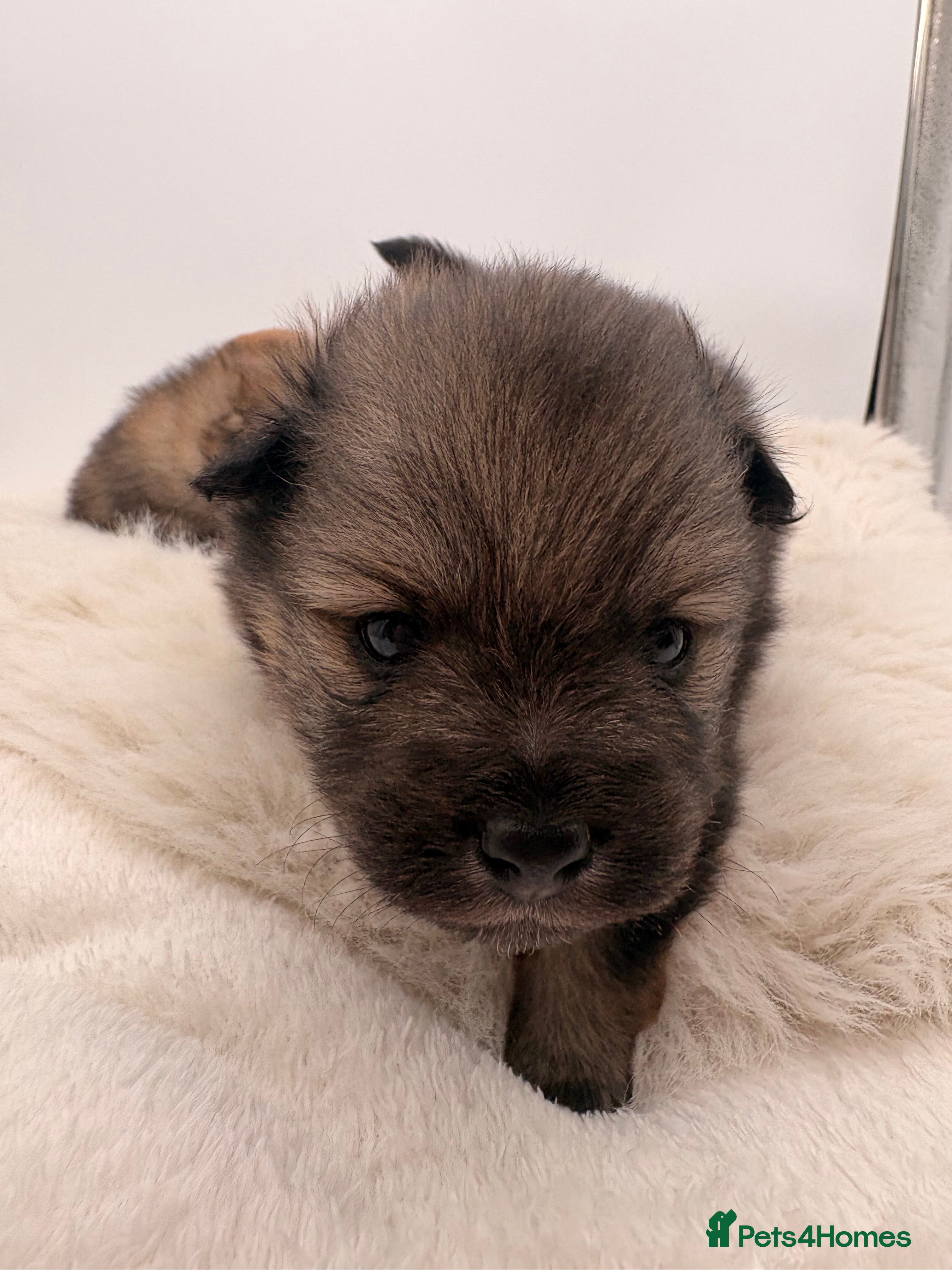 Pomeranian dogs for sale: Beautiful pomerian puppys ready now🐻 - Advert 24