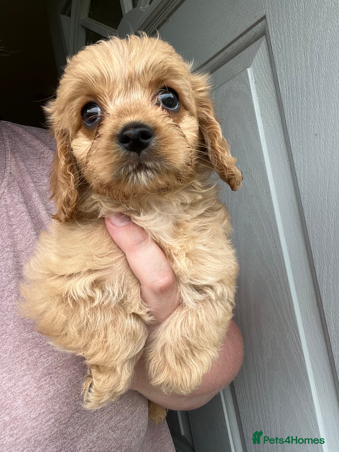 Mixed Breed dogs for sale: Last 2 puppies!  🩷 Maltipoo x Cockapoo puppies - Image 6