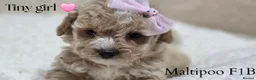 Maltipoo dogs for sale: Tiny Maltipoo F1B Puppies  in Motherwell - Advert 2