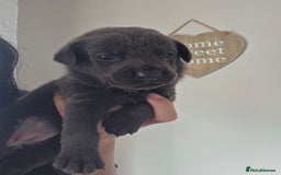 Mixed Breed dogs for sale: Adorable puppies for sale!  - Image 27