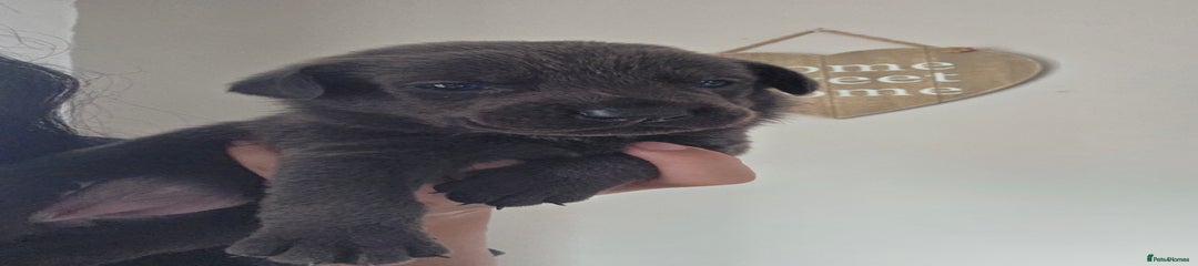 Bacon (baby pink collar)