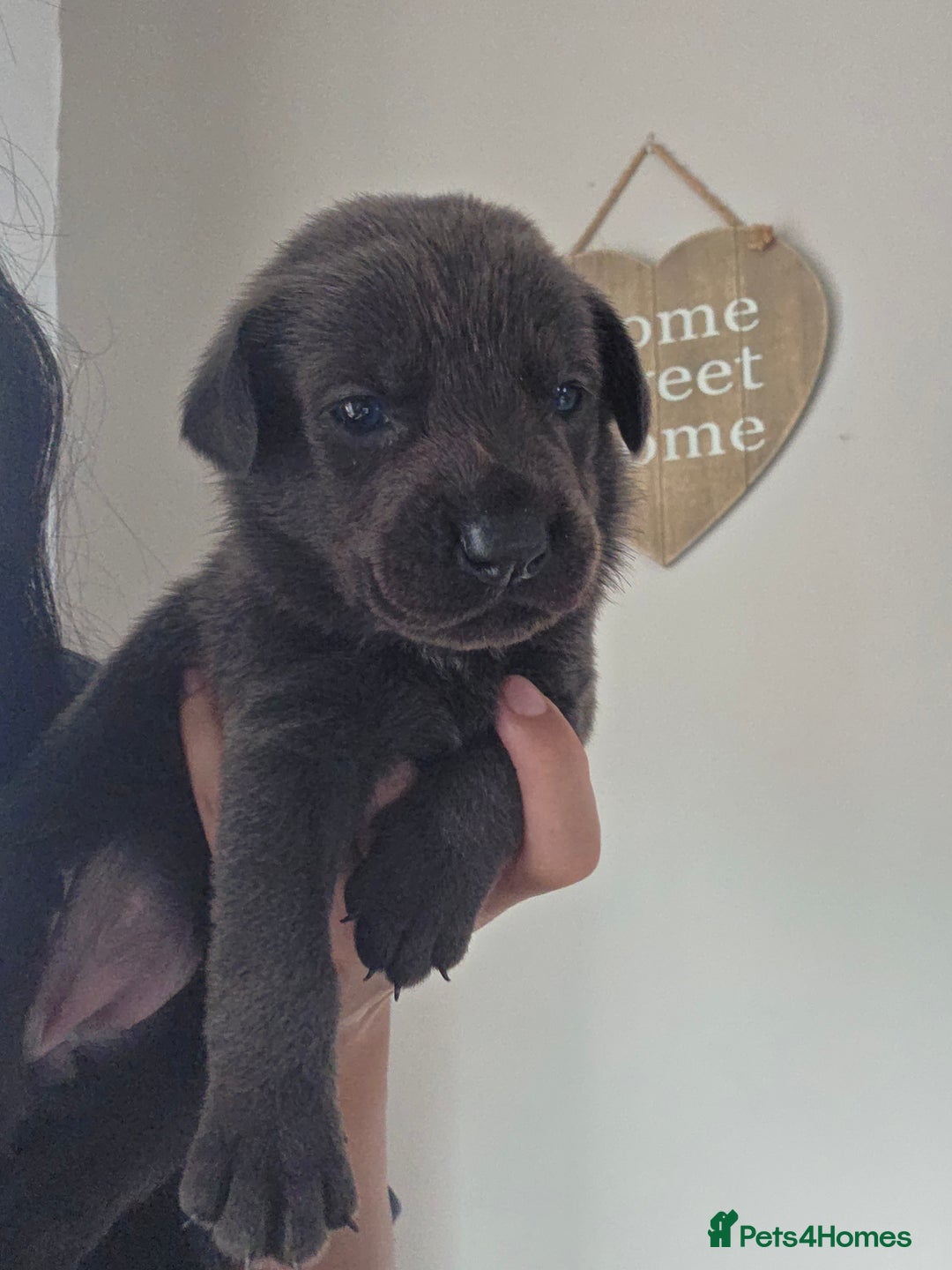 Mixed Breed dogs for sale: Adorable puppies for sale!  - Image 27