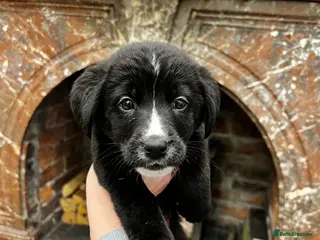 Mixed Breed dogs Bernese x Husky Pup - Advert 1