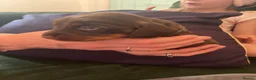 Dachshund dogs for sale: Beautiful dachshund puppies  - Advert 5