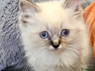 Ragdoll cats - Advert 2