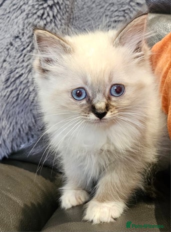 Ragdoll cats for sale - Advert 2