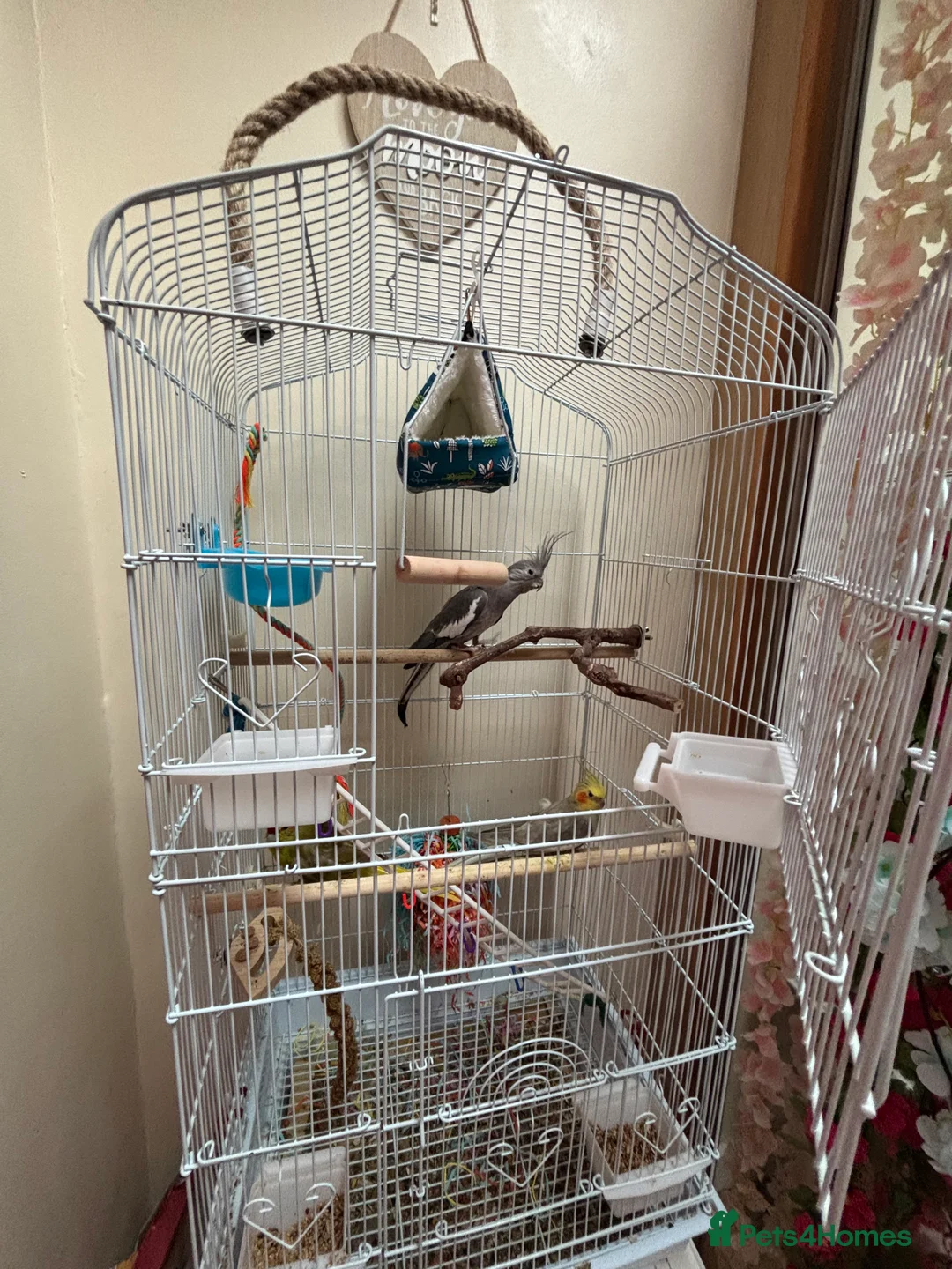 Cockatiels birds for sale: Birds for sale in Gateshead - Advert 7