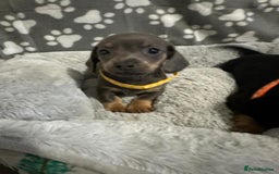 Miniature Dachshund dogs for sale: Miniature dachshunds  - Advert 12