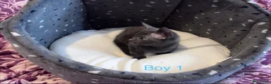 Boy 1