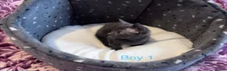 Russian Blue cats for sale: 3 Blue Kittens!  - Advert 7