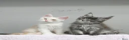 Maine Coon cats for sale: Only one stunning kitten left.  - Advert 2