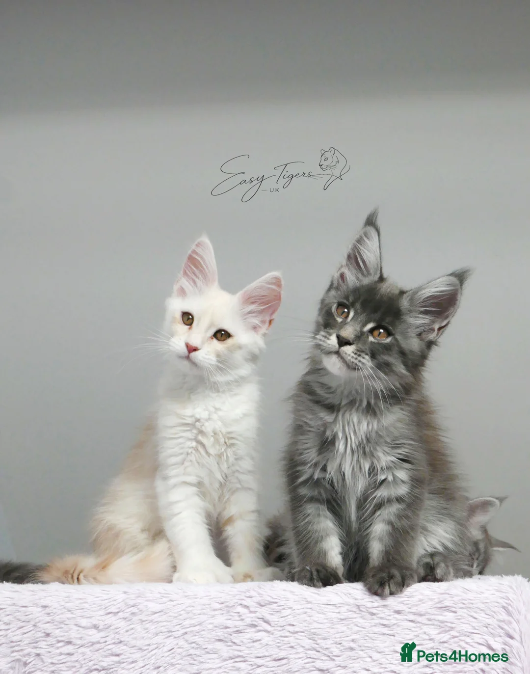 Maine Coon cats for sale: Only one stunning kitten left.  - Advert 2