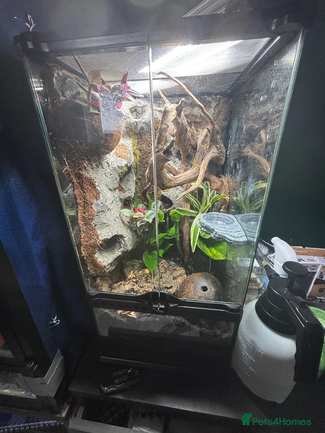 Gecko reptiles for sale: Mourning gecko - Advert 4