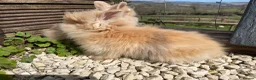 Lionhead rabbits for sale: Beautiful baby lionhead rabbits - Advert 7