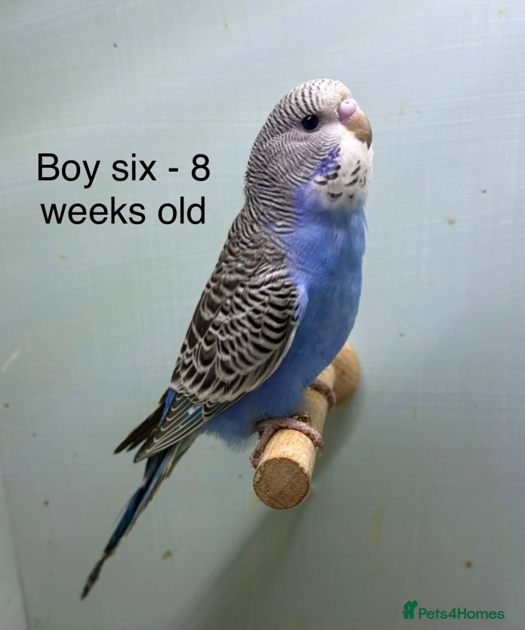 Budgerigars birds for sale: Stunning 8 week old baby budgies  - Advert 2