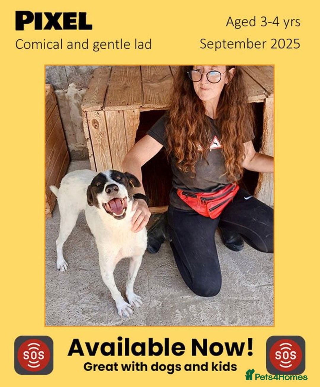 Mixed Breed dogs for adoption: Pixel, 3-4 yrs old. Available for adoption. - Image 1