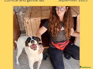 Mixed Breed dogs - Advert 5