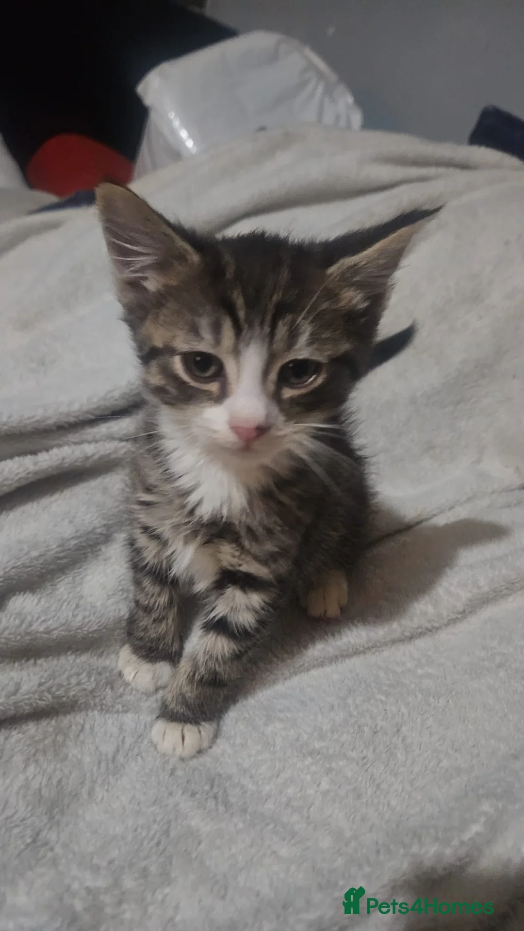 Mixed Breed cats for sale: Mixed exotic kittens - Advert 10